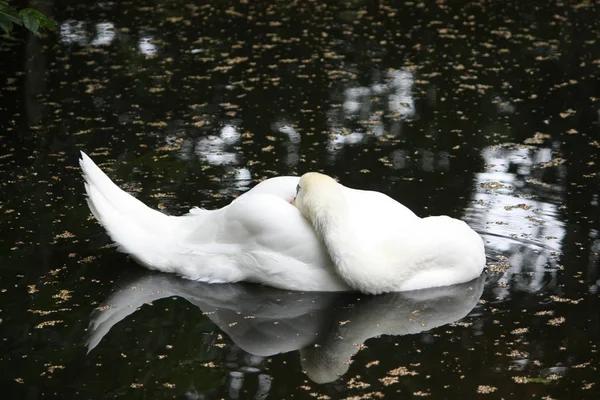 자연계에서 수있는 위풍당당 백조의 — 스톡 사진
