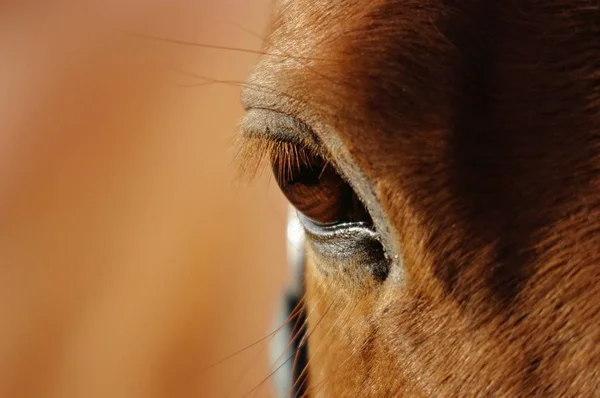 Close Eye Horse — Stock Photo, Image