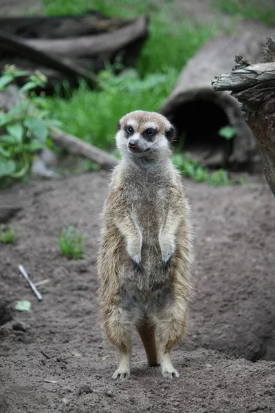 Szurikáta Suricate Állat Jellegű — Stock Fotó