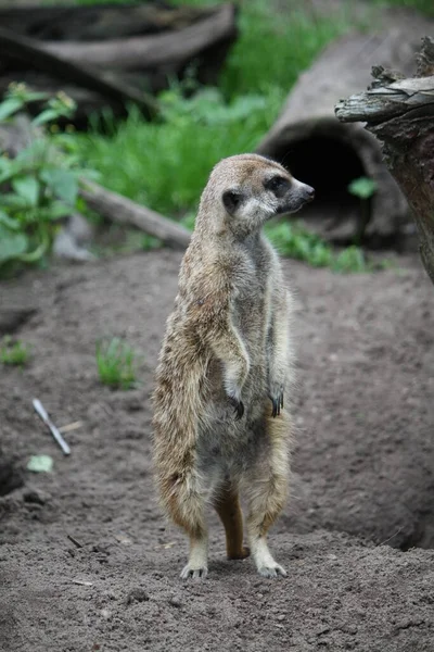 Meerkat動物野生動物スリカータ — ストック写真
