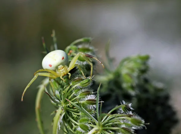 Araignée Crabe Sur Carotte Sauvage — Photo