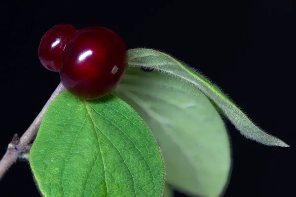 Ягоди Червоного Медузи Lonicera Xylosteum — стокове фото