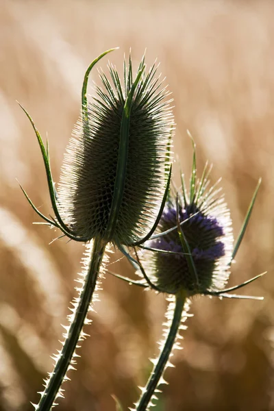 Close Van Een Jonge Plant Tuin — Stockfoto