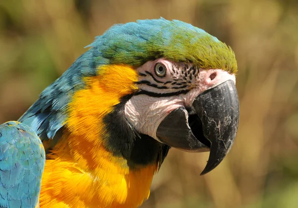 Malerischer Blick Auf Den Schönen Papageienvogel — Stockfoto