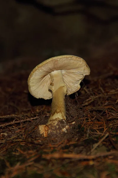 季節のキノコや真菌植物 — ストック写真