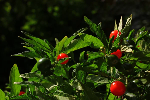 花园里的红辣椒 — 图库照片