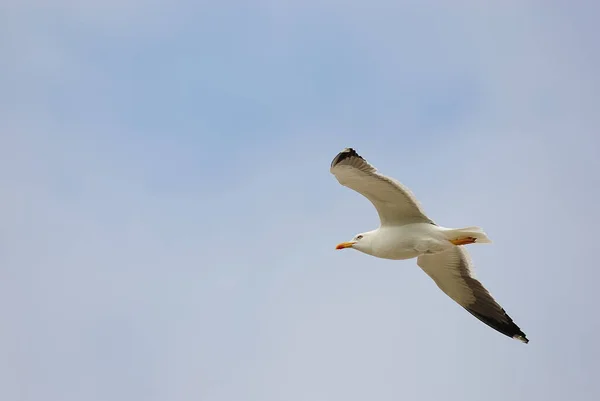 Vacker Utsikt Över Vackra Måsar Fåglar — Stockfoto