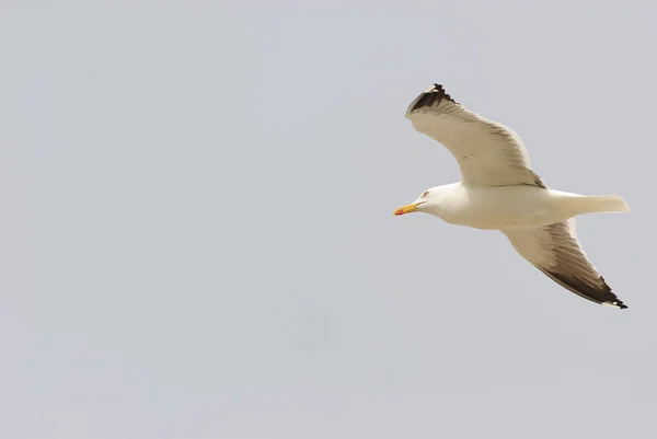 Güzel Martı Kuşlarının Manzarası — Stok fotoğraf