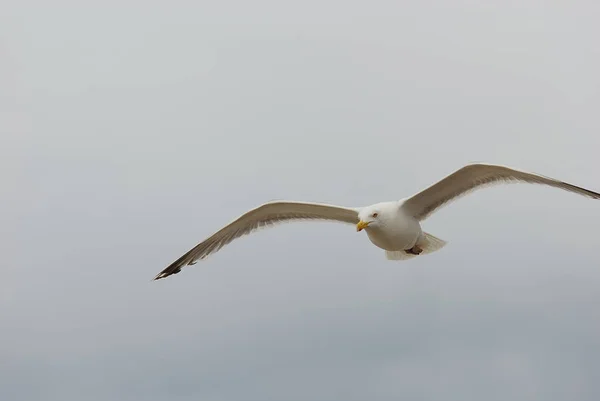 Schilderachtig Uitzicht Prachtige Meeuwen Vogels — Stockfoto