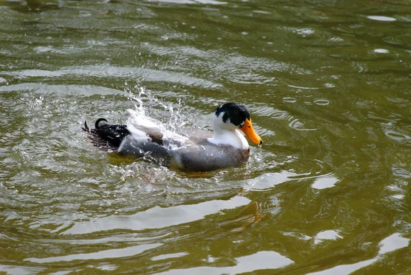Pato Enquanto Tomar Banho Lagoa — Fotografia de Stock