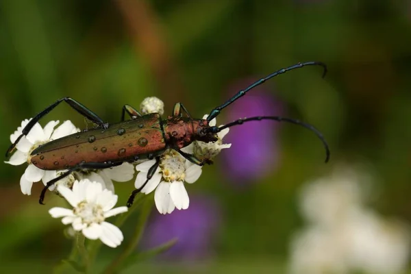 Misk Hock Aromia Moschata Özel Korumalı — Stok fotoğraf