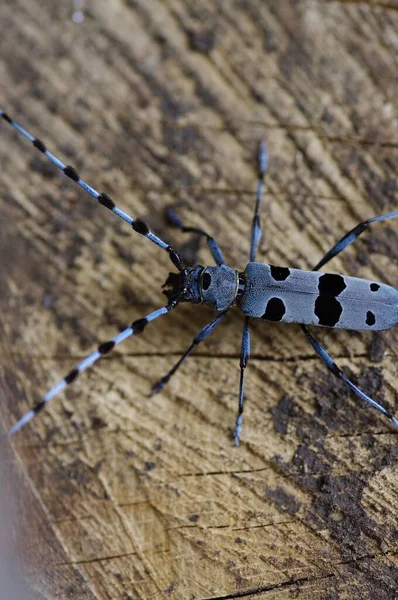 Longicorn Rosalia Alpina — Stockfoto