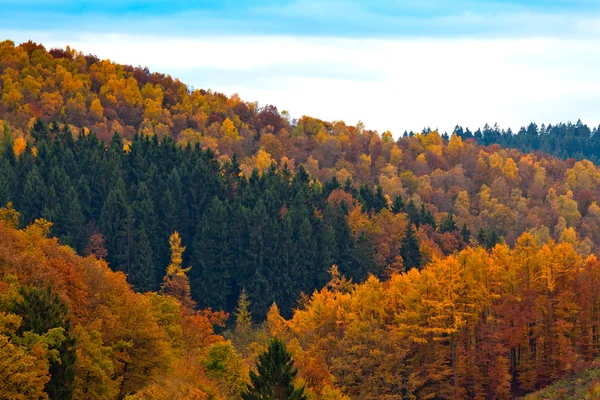 Flóra Divokého Lesa Dne — Stock fotografie