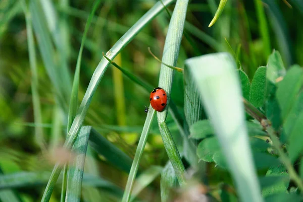 Red Ladybug Blade Grass — Stock Photo, Image