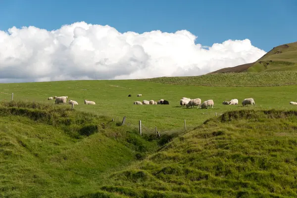 Flock Sheep Grazing Meadow Vik Iceland — Stock Photo, Image