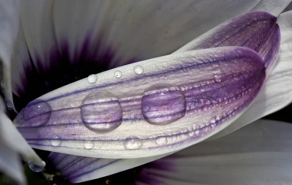 Ochtend Regen — Stockfoto