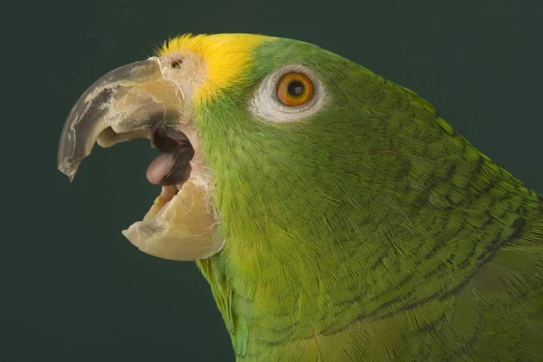Papuga Amazonka Żółtodzioba — Zdjęcie stockowe