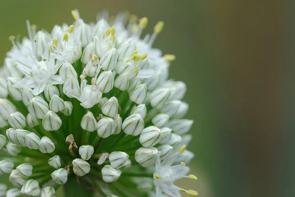 Vackra Blommor Blommigt Koncept Bakgrund — Stockfoto