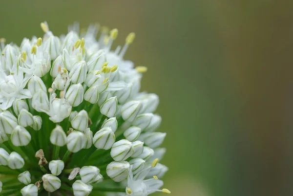 Hermoso Plano Botánico Fondo Pantalla Natural — Foto de Stock