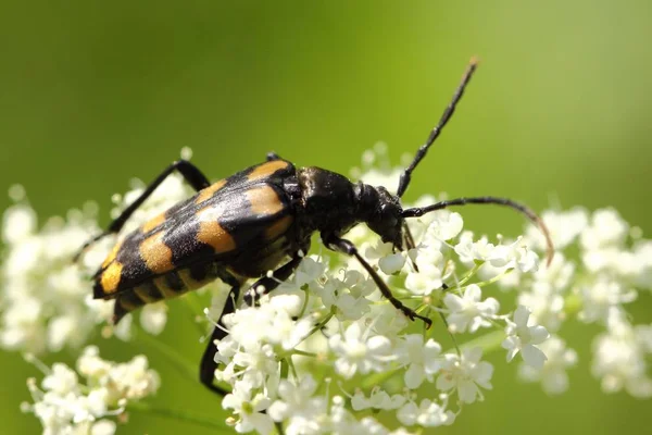 Buck Étroit Quatre Feuilles Leptura Quadrifasciata — Photo