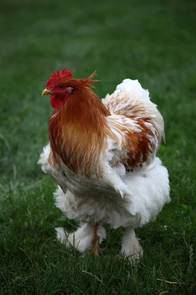 Schilderachtig Uitzicht Prachtige Vogel Natuur — Stockfoto