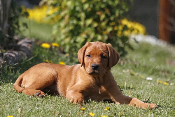 Strzał Świeżym Powietrzu Cute Psów — Zdjęcie stockowe