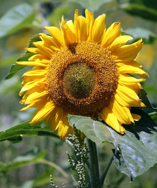 Solrosor Närbild — Stockfoto