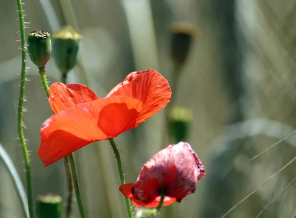 Vue Rapprochée Belles Fleurs Pavot Sauvage — Photo