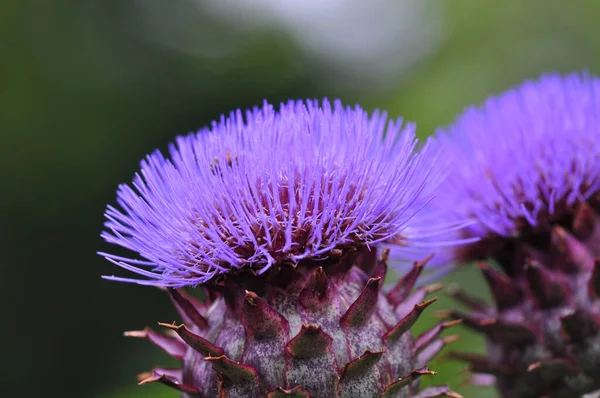 Schöne Flora Natur Hintergrund — Stockfoto