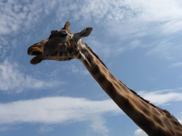 Žirafa Zvíře Foto Přírodě Volně Žijících Živočichů — Stock fotografie