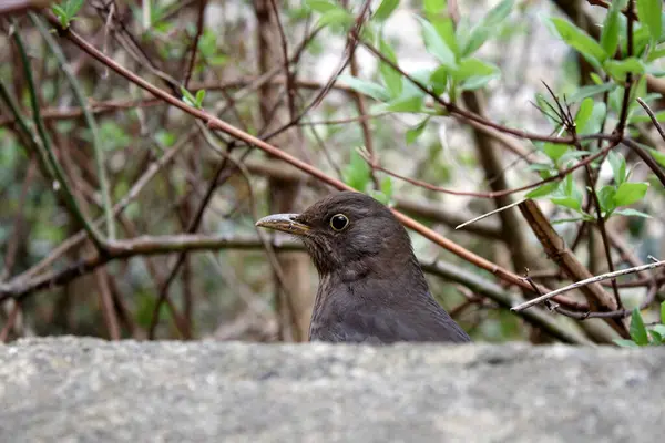 Een Vogeltje Dat Een Muur Gluurt — Stockfoto