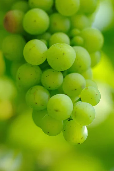 Cachos Uvas Bagas Fruta Doce — Fotografia de Stock