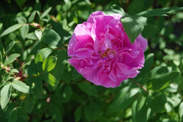 아름다운 꽃피는 시아의 — 스톡 사진