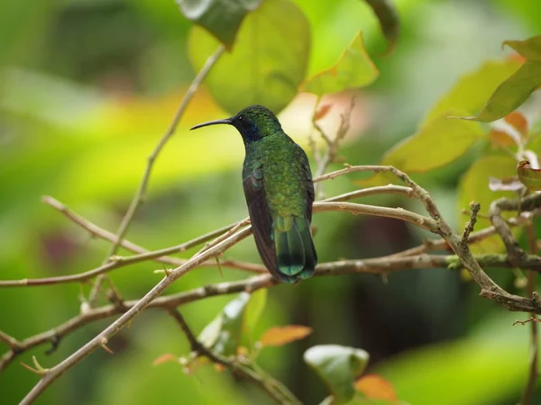 Vista Panorâmica Bela Ave Hummingbird — Fotografia de Stock