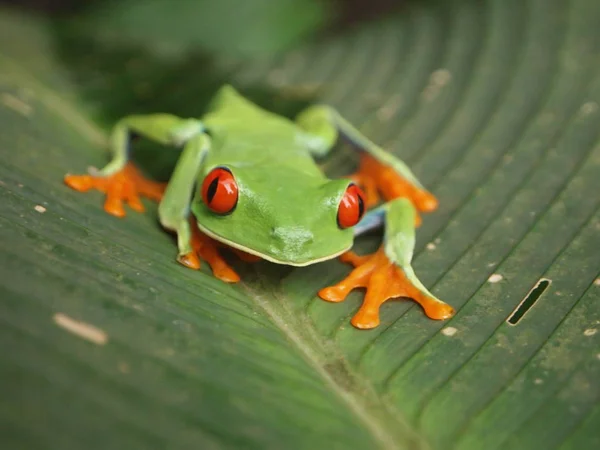 Roach Frog Costa Rica — Stock Photo, Image