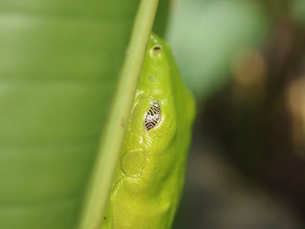 Red Eye Frog Costa Rica — 图库照片