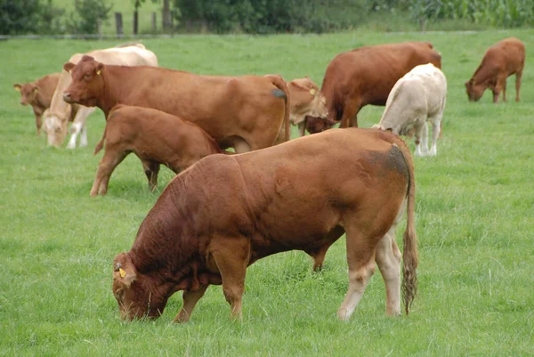 牧草地の家畜 — ストック写真
