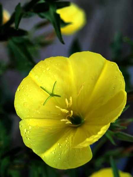 Płatki Kwiatów Flora Letnia — Zdjęcie stockowe