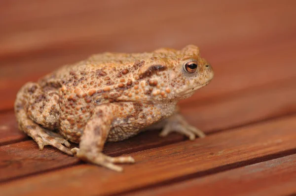 Crapaud Reptile Grenouille Amphibien Animal — Photo