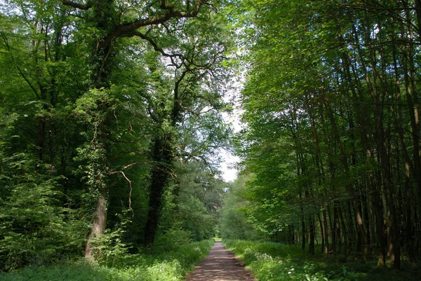 Pad Het Bos — Stockfoto