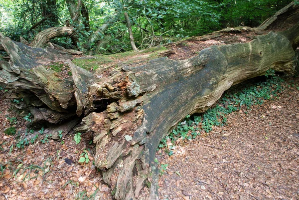 Vecchio Tronco Albero Nella Foresta — Foto Stock