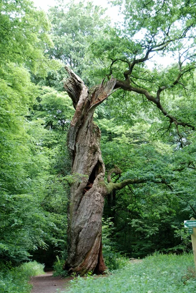 Árvore Floresta — Fotografia de Stock