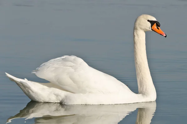 Swan Lake Constance —  Fotos de Stock