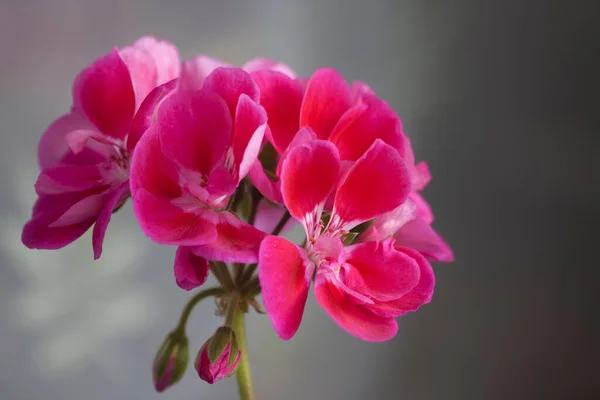 Bahçedeki Pembe Çiçekler — Stok fotoğraf