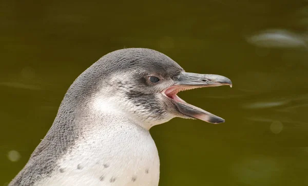 Pemandangan Indah Burung Penguin Lucu Alam — Stok Foto