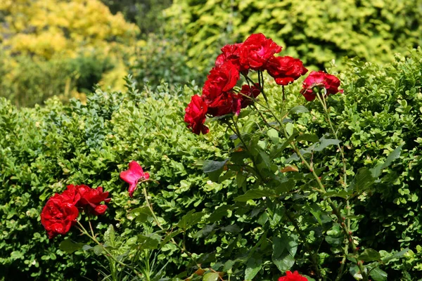 Rosas Rojas Jardín —  Fotos de Stock