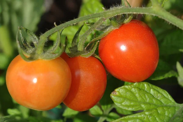 Tomates Ecológicos Maduros Rojos — Foto de Stock