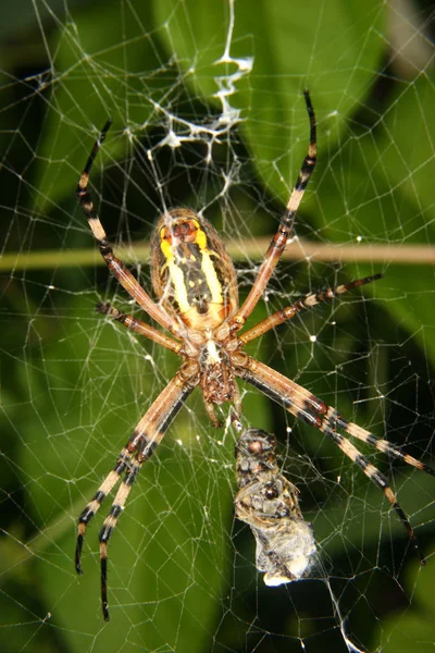 Wasp Spider Argiope Bruennichi Her Net — ストック写真