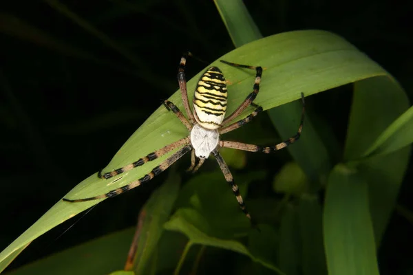 Araña Avispa Argiope Bruennichi Una Hoja —  Fotos de Stock