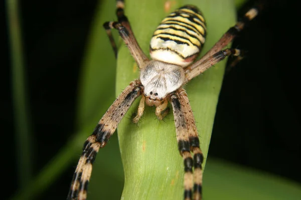Αράχνη Σφήκα Αργιώπη Μπρένιτσι Ένα Φύλλο Πορτρέτο — Φωτογραφία Αρχείου
